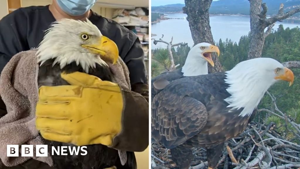 Where is Jackie? Beloved live cam eagle in critical conditionThe bald eagle, who has gained worldwide fame as the protagonist of a nest live-stream in California, has been diagnosed with anemia.1 hr agoUS & Canada Where is Jackie? Beloved live cam eagle in critical conditionThe bald eagle, who has gained worldwide fame as the protagonist of a nest live-stream in California, has been diagnosed with anemia.1 hr agoUS & Canada
