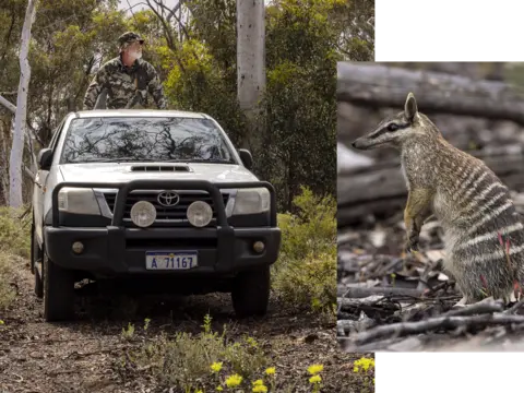 Sharon Jones/BBC Search for the numbat in the wild