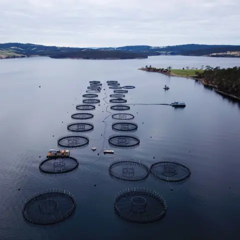 Getty Images Aerial shot of salmon ponds off Bruny Island Tasmania