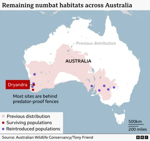 Graphic illustration of the map of Australia showing the remaining numbat habitats