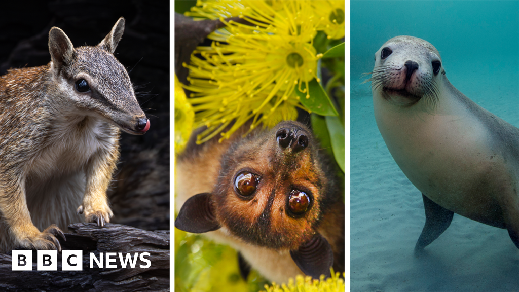 Australia is the planet's extinction hotspot, but one animal offers a glimmer of hopeThe country is home to some of the world's most unique species – but it is losing them at an alarming rate.3 hrs agoWorld Australia is the planet's extinction hotspot, but one animal offers a glimmer of hopeThe country is home to some of the world's most unique species - but it is losing them at an alarming rate.3 hrs agoWorld