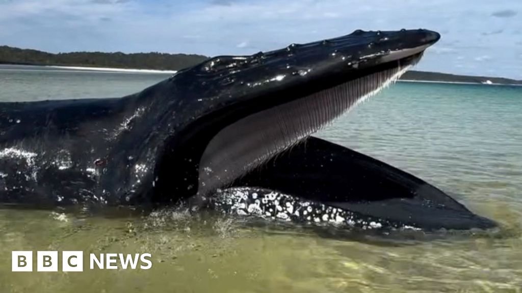 Young girl finds whale stranded on Australian beachThe humpback whale later successfully freed itself after the tide rose in Queensland, Australia.3 hrs agoAustralia Young girl finds whale stranded on Australian beachThe humpback whale later successfully freed itself after the tide rose in Queensland, Australia.3 hrs agoAustralia