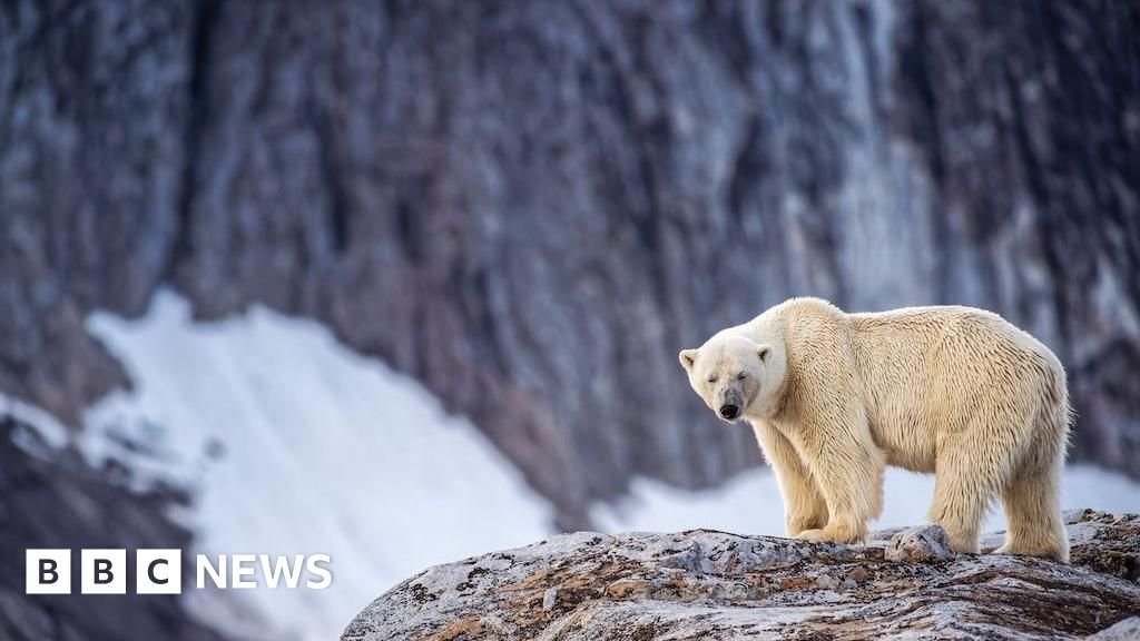 Person fined after using foghorn to wake sleeping polar bearUnder local regulations in the region, "it is forbidden to needlessly disturb, attract or pursue a polar bear".8 hrs agoEurope Person fined after using foghorn to wake sleeping polar bearUnder local regulations in the region, "it is forbidden to needlessly disturb, attract or pursue a polar bear".8 hrs agoEurope