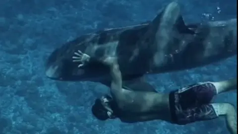 Denis Grosmaine A man swimming underneath a large shark while touching it