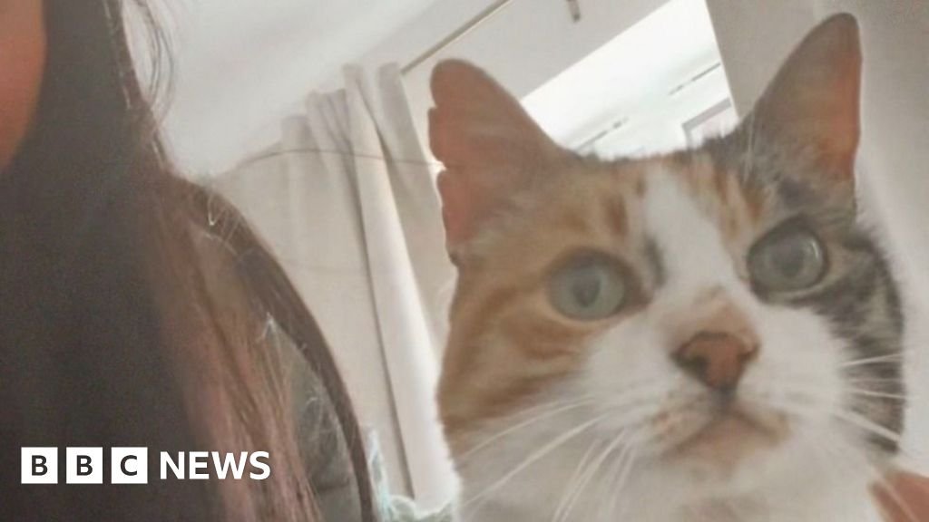 Cat returns home after 10-year 'adventure'Charlie's owners were shocked when they received a call from the vet saying she had been found safe.7 hrs agoWales Cat returns home after 10-year 'adventure'Charlie's owners were shocked when they received a call from the vet saying she had been found safe.7 hrs agoWales