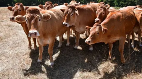 AFP via Getty Images Cows on parched grass in central France. Photo: 7 July 2026