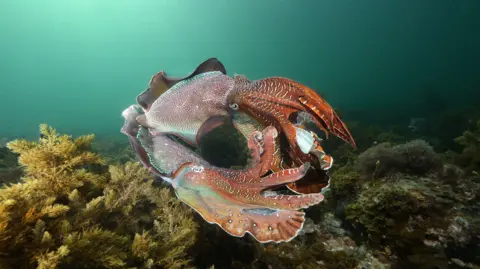 Great Southern Reef Foundation Two male giant Australian cuttlefish in South Australia