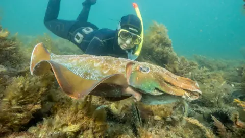 Great Southern Reef Foundation A diver swimming behind a giant Australian cuttlefish