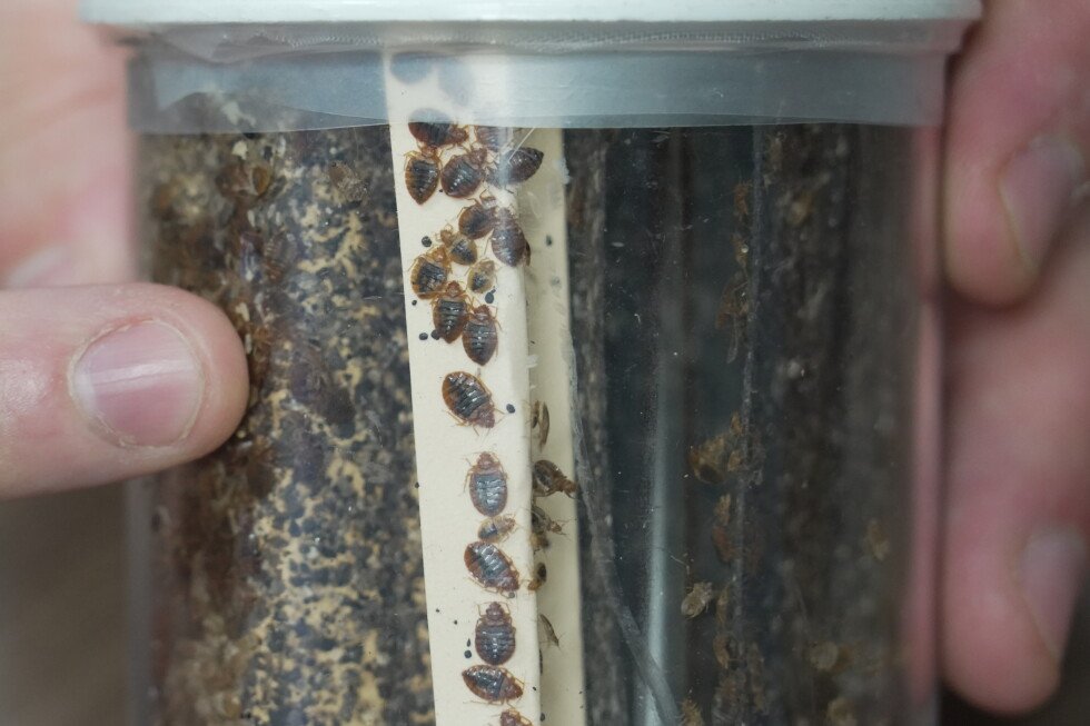 Bedbugs can cause people to lose sleep — and blood. Here’s what to do about them Bedbugs can cause people to lose sleep — and blood. Here's what to do about them