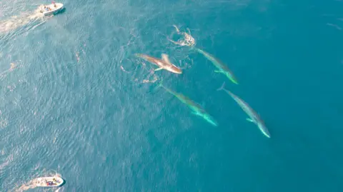 Fernando Ugarte The image is captured from above by a drone. In the right side of the image,  four huge fin whales - their long bodies fully visible in the clear blue water - swim in a group. Two small research boats are dwarfed by the marine mammals, as they observe from a safe distance - they are in the top and bottom left corners of the image. 