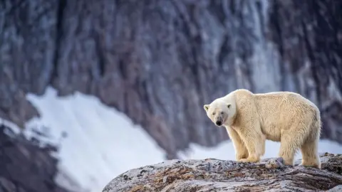 Getty Images A polar bear in Svalbard standing on a rock