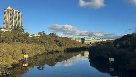 Supplied to BBC A view of the river, lined with dense green trees on both banks - and the Lane Cove data centre in the background