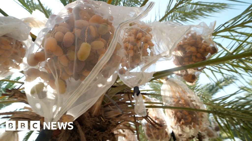 In West Bank, date farmers weigh impact of UK sanctions on Israeli settlersPalestinians strongly back a ban on settlement goods, but Israel's government says it is a "big mistake".34 mins agoMiddle East In West Bank, date farmers weigh impact of UK sanctions on Israeli settlersPalestinians strongly back a ban on settlement goods, but Israel's government says it is a "big mistake".34 mins agoMiddle East