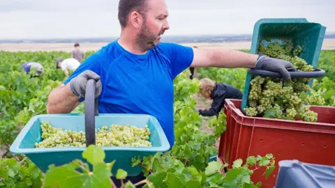 Getty Images A porter transfers harvested grapes into crates at the Lamiable Champagne House's vineyard in Tours-sur-Marne, north eastern France on 17 August, 2026. Due to the scorching temperatures, the grape harvest is starting extremely early this year 