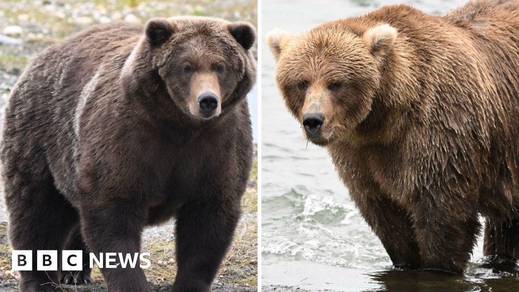 Fat Bear Week: Which bear has put on the most weight?The iconic contest run by Katmai National Park in Alaska will run from 22-29 of September this year and votes can be cast online.4 hrs agoUS & Canada Fat Bear Week: Which bear has put on the most weight?The iconic contest run by Katmai National Park in Alaska will run from 22-29 of September this year and votes can be cast online.4 hrs agoUS & Canada