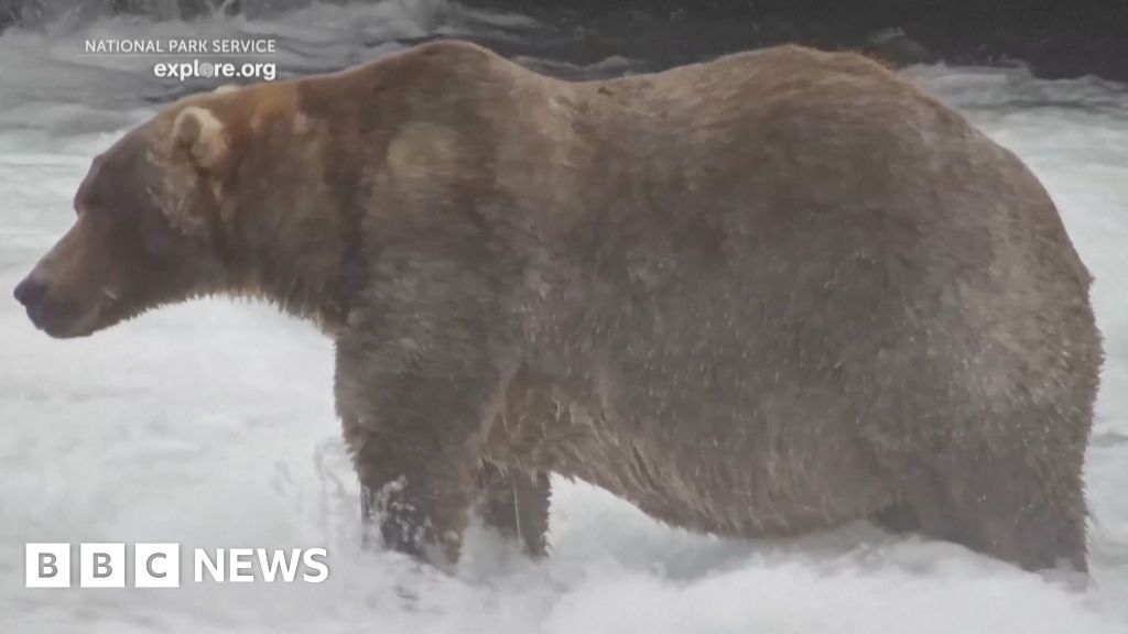 Meet 'Backpack', the chunky bear who won Fat Bear WeekThe brown bear, described by one supporter as having both the "chonk and the badonk", will shortly enter hibernation, which can last up to six months.7 hrs agoUS & Canada Meet 'Backpack', the chunky bear who won Fat Bear WeekThe brown bear, described by one supporter as having both the "chonk and the badonk", will shortly enter hibernation, which can last up to six months.7 hrs agoUS & Canada