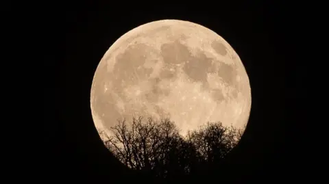 Getty Images The November full moon shines bright white in a black sky, with the outline of tree branches in the foreground.