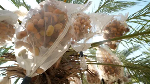 BBC Dates on an date palm at an Israeli settler farm in the Jordan Valley, in the occupied West Bank