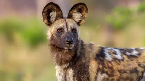 Getty Images Close-up of an African wild dog looking into the distance, showing its large, rounded ears and speckled tan, black and white fur.