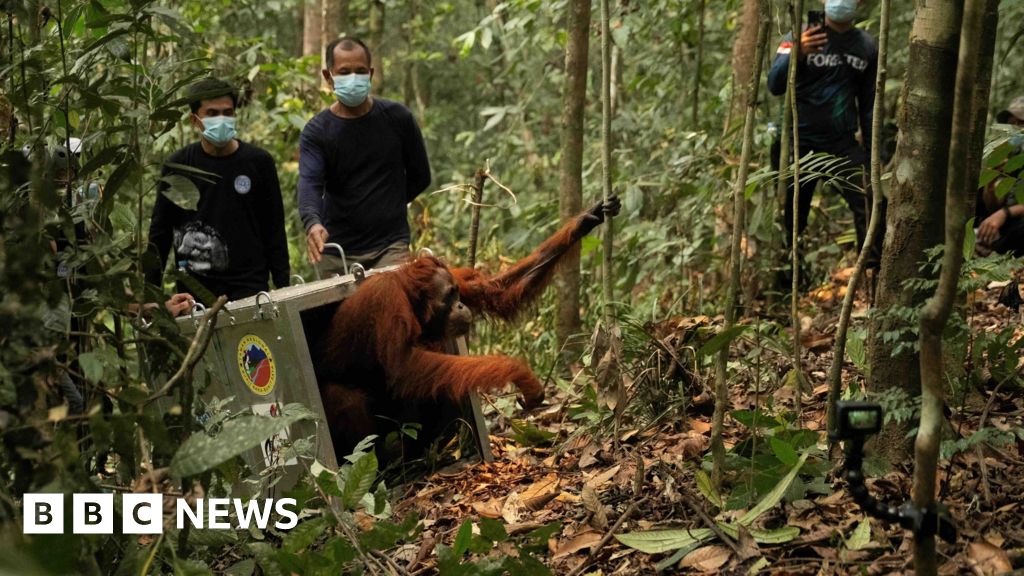 Watch: Endangered orangutans released back into the wild after Borneo firesThe critically endangered apes were rescued from intense wildfires that destroyed their habitat in August and September.2 hrs agoAsia Watch: Endangered orangutans released back into the wild after Borneo firesThe critically endangered apes were rescued from intense wildfires that destroyed their habitat in August and September.2 hrs agoAsia